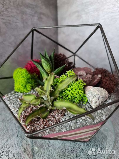 Флорариум. Комнатные растения. Подарок