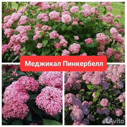 Древовидные гортензии