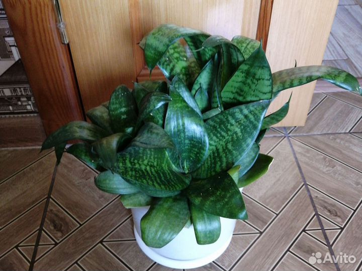 Сансевиерия Ханни тещин язык