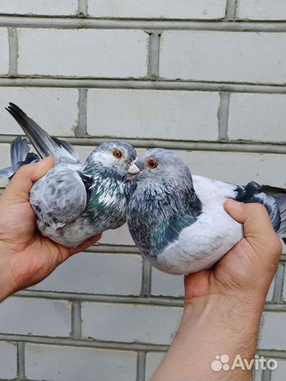 Спортивные голуби