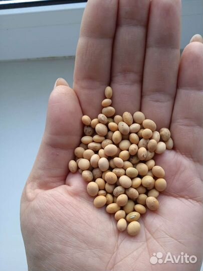 Семена для проращивания