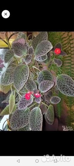 Эписция в горшке