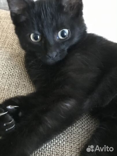 Черный котенок