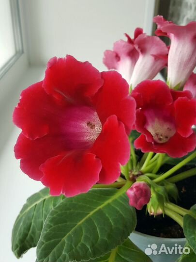 Глоксиния цветущая