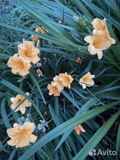 Лилейники сортовые