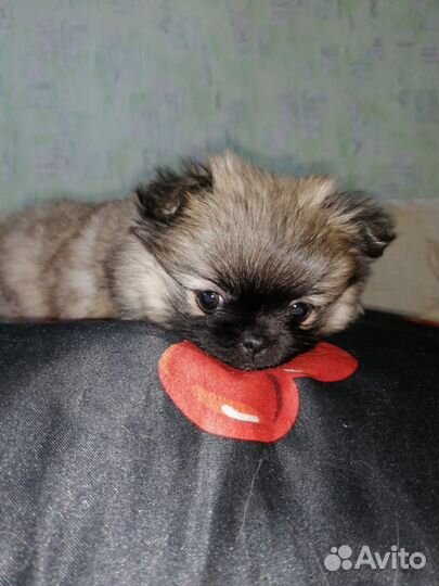 Маленькая собака