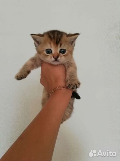 Шотландские котята