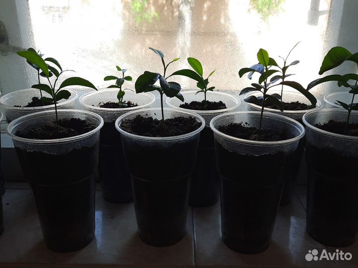 Саженцы мандарина