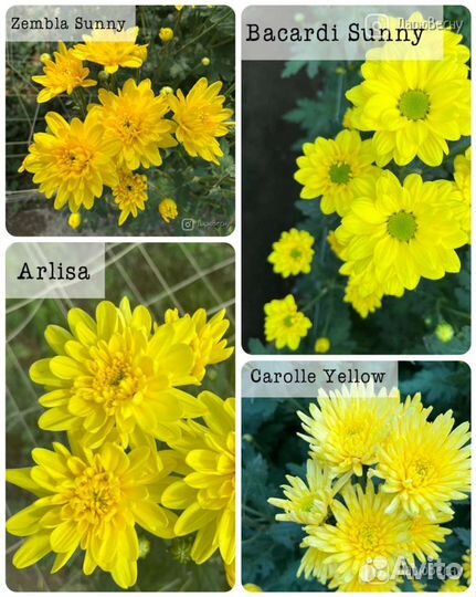 Черенок Хризантемы на срез