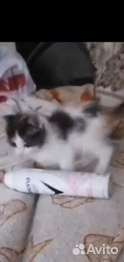 Трехцветная кошка