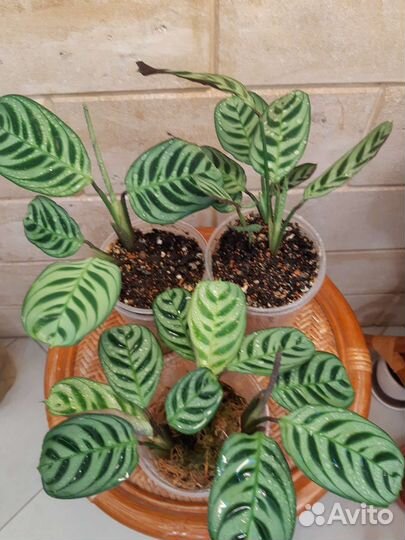 Ктенанта Бурле Маркс