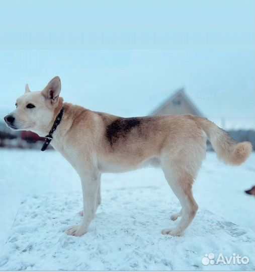 Собака из приюта ищет дом