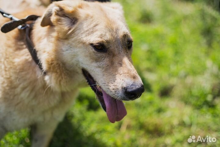 Метис лабрадора блонди в дар