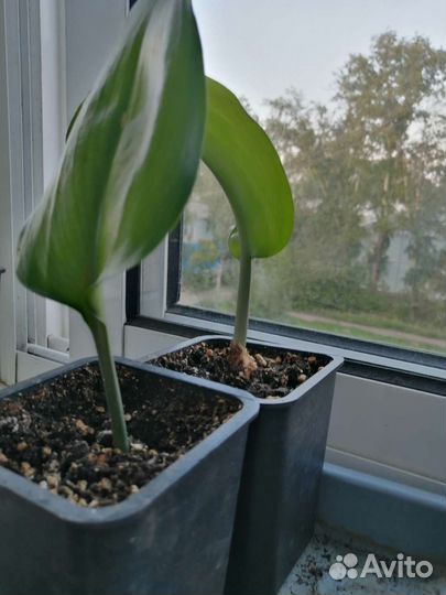 Эухарис амазонская лилия