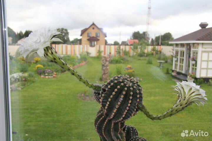 Кактус эхинопсис детки