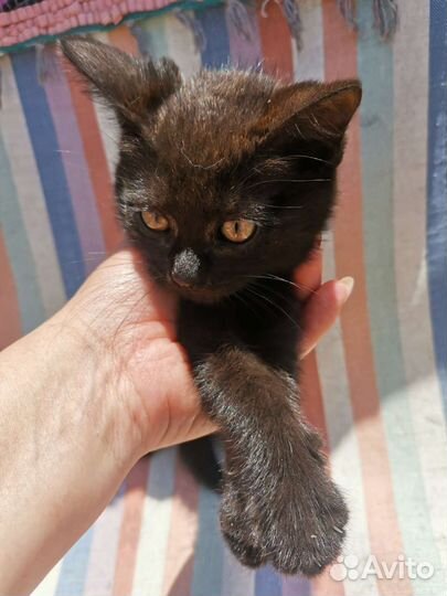 Отдам бесплатно