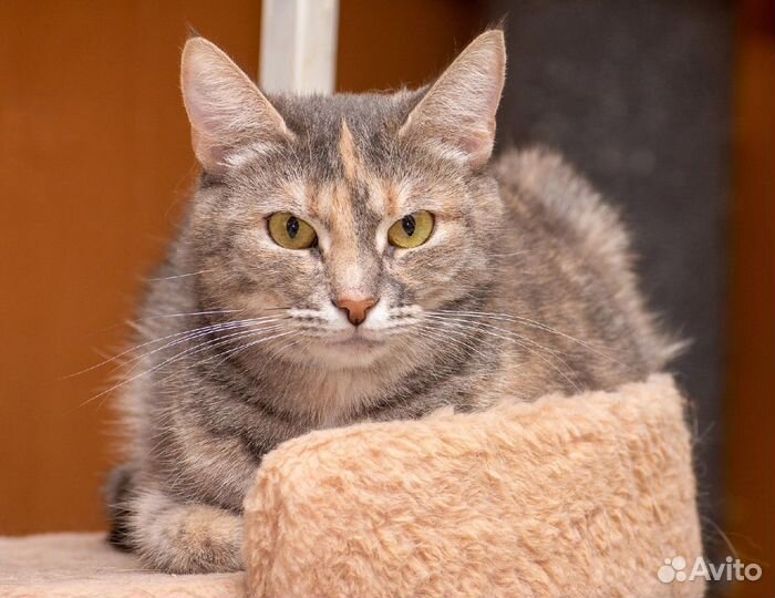 Плюша ищет дом