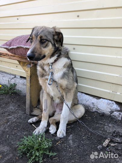 Собачка (стерилизованная) 3 года, охранница