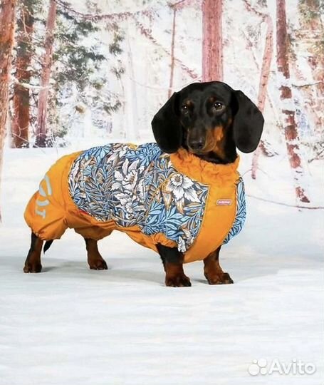 Комбинезон для таксы зимний