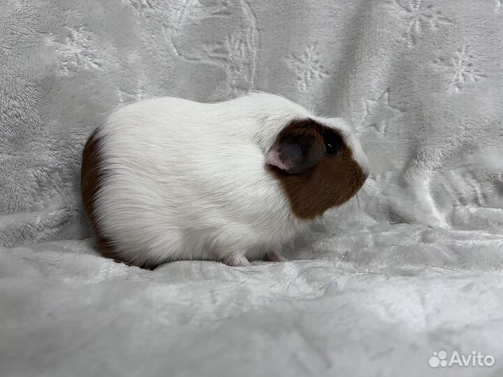 Морская свинка цветной крестед девочка