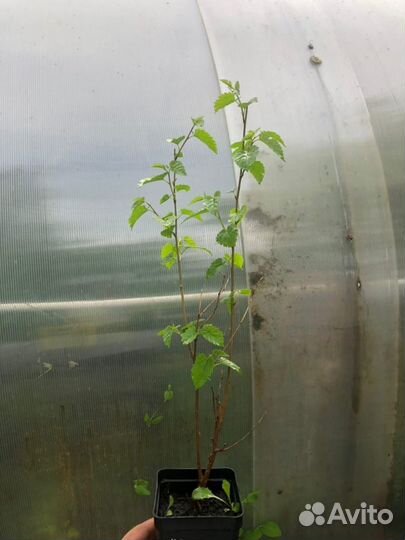 Саженцы Шелковицы