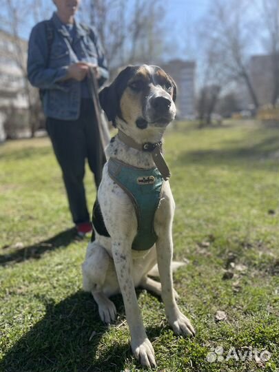 Марточка гончая