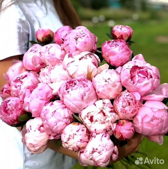 Пионы, букет цветов, пионы опт