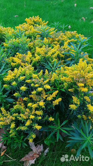 Ирис бородатый, солидаго, хоста, хризантема 50р