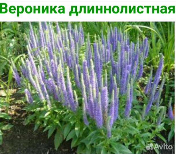 Вероника, дюшенея, золотарник, кровохлебка, лихнис