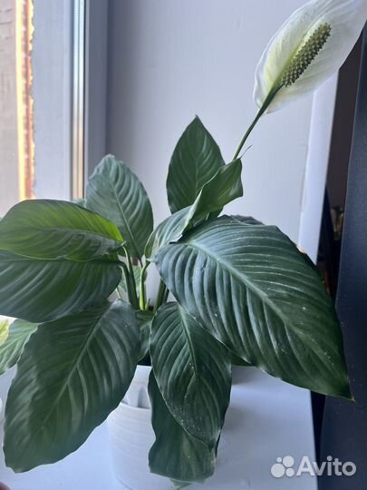 Спатифиллум