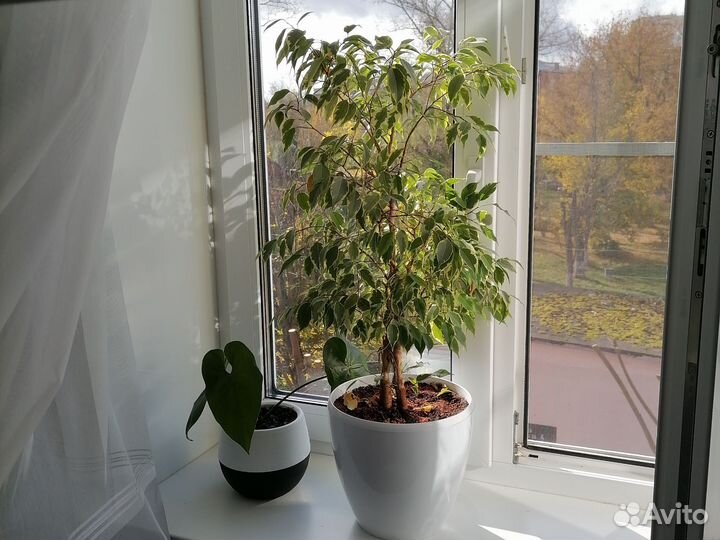 Фикус бенджамина пестролистный