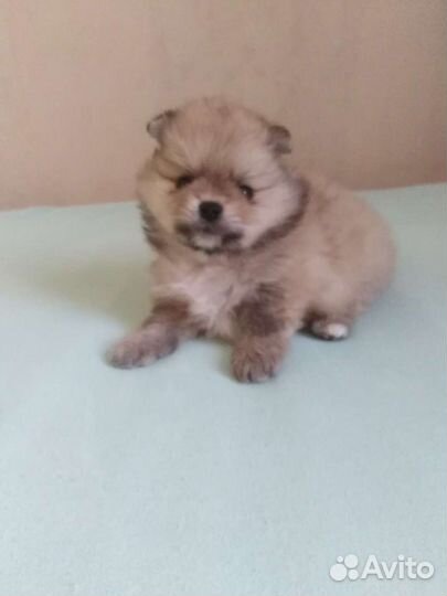 Шпицы, померанцы. Мини