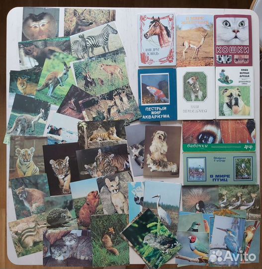 Открытки СССР животные, птицы, рыбы, бабочки, прир