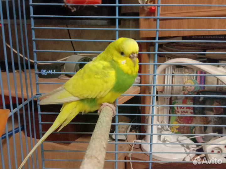 Волнистый попугай с клеткой