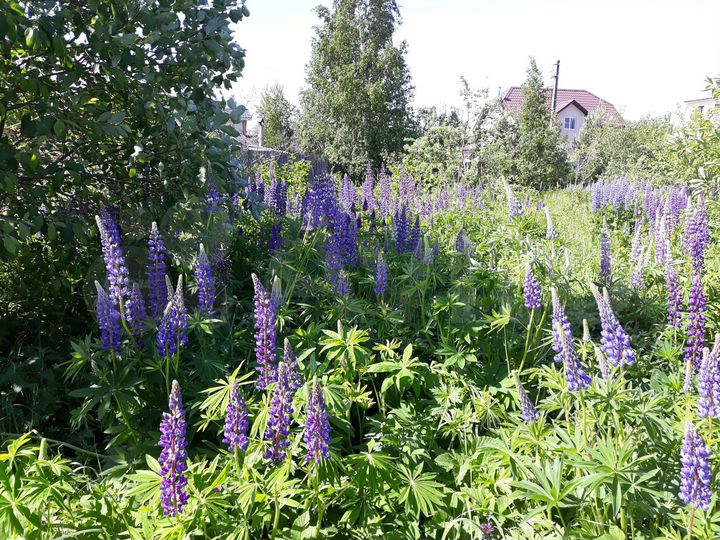 Участок 9 сот. (СНТ, ДНП)