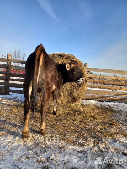 Швицкая тёлочка