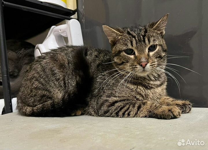 Котик ищет семью