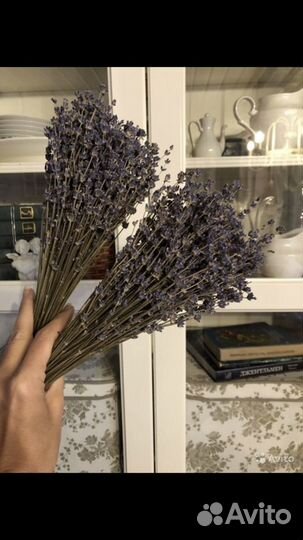 Лаванда сухоцвет