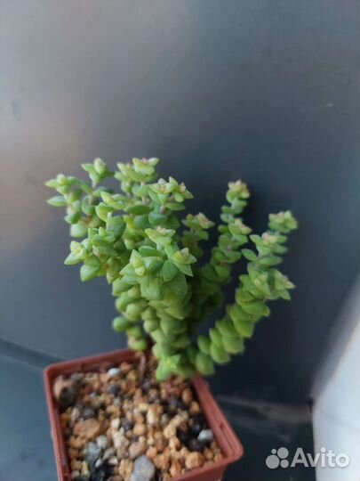 Суккуленты-2