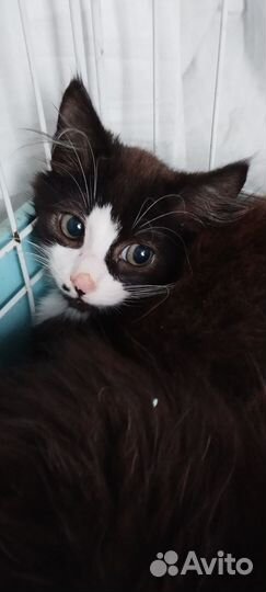 Котик Шнурок, 6 мес