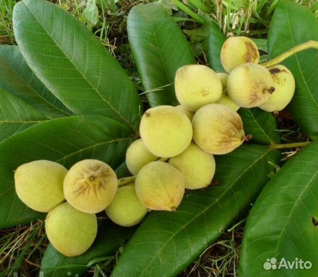 Орех маньчжурский