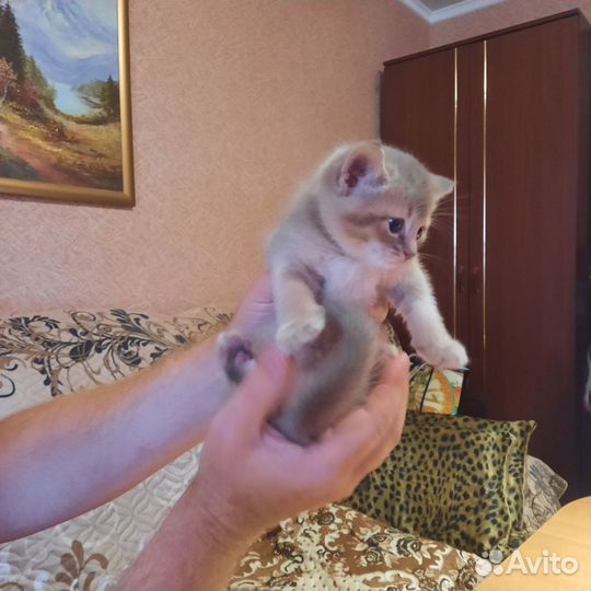 Продам котенка