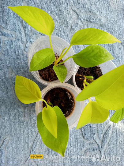 Комнатные цветы