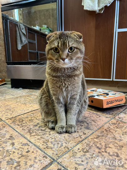 Шотландский кот вязка