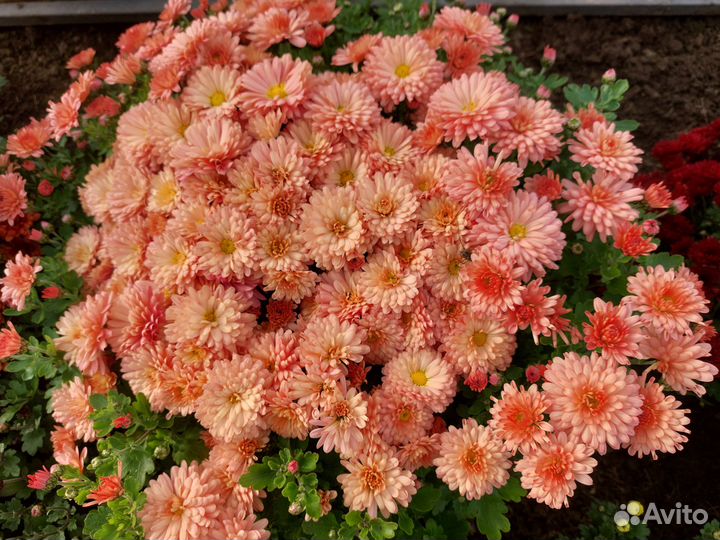 Хризантема мультифлора и корейская