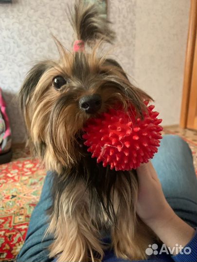 Йоркширский терьер