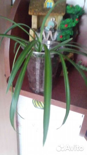 Хлорофитум