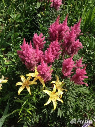 Ярко-розовая астильба