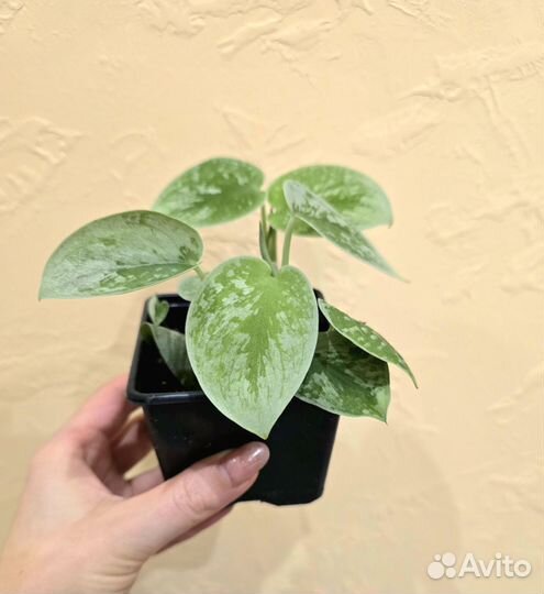 Сциндапсус сильвер энн