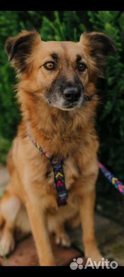 Маленькая собака